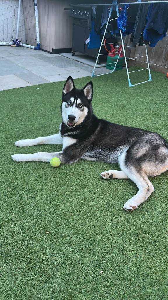Siberian husky