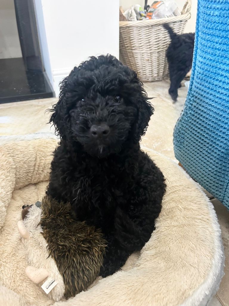 🐾 LAST F2 COCKAPOO PUPPY – READY NOW 🐾