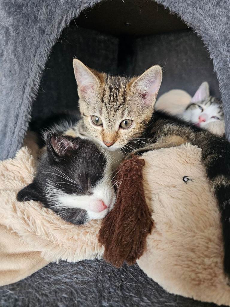 😻Loving kittens 😻 looking for FOREVER home 🏡