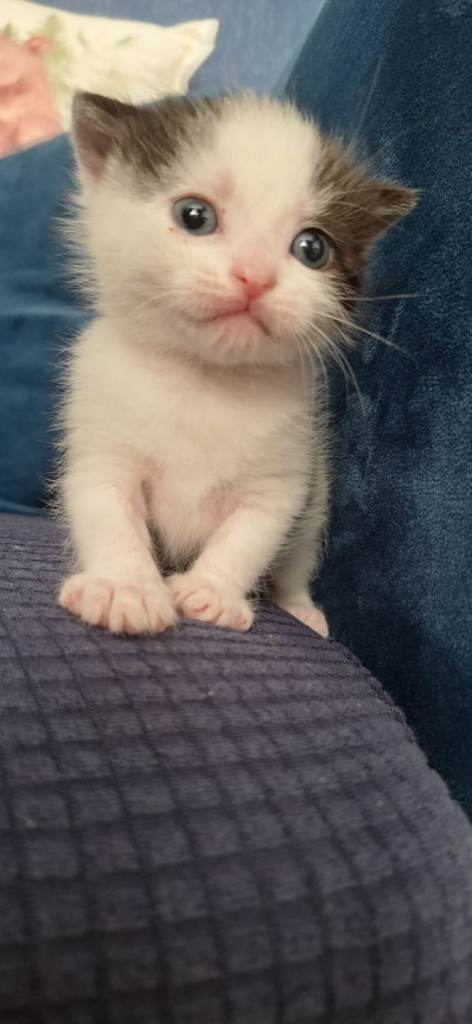 8 week old kittens now reduced only 2 left