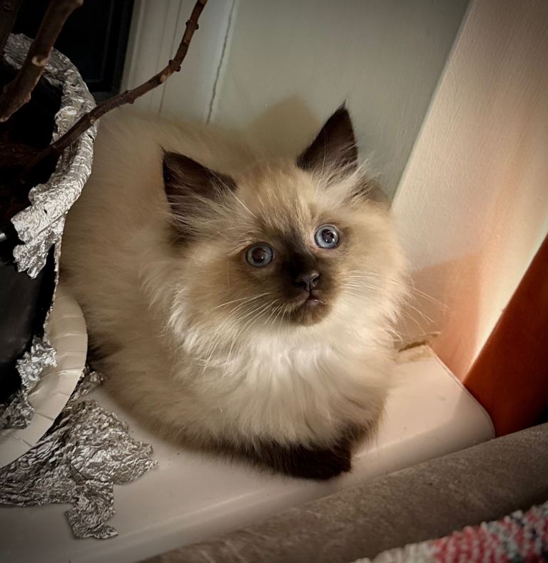 ❗️Urgent❗️ Mixed of Ragdoll & British Longhair 