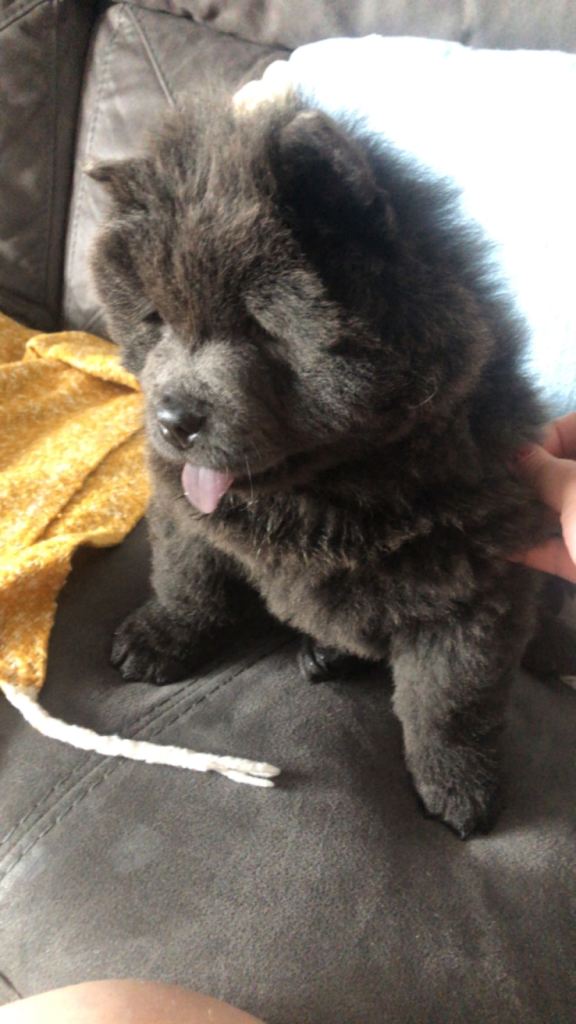 image for Stunning blue/lilac chow chow pups ready now