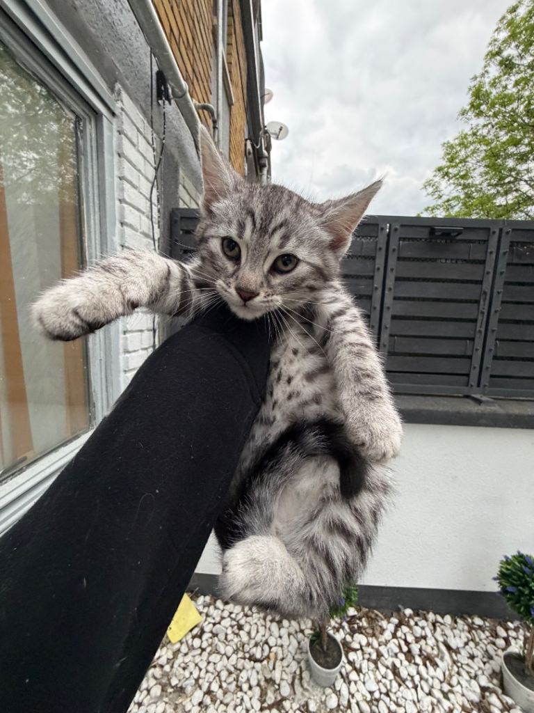 5 Bengal & Tabby mixed Kittens 