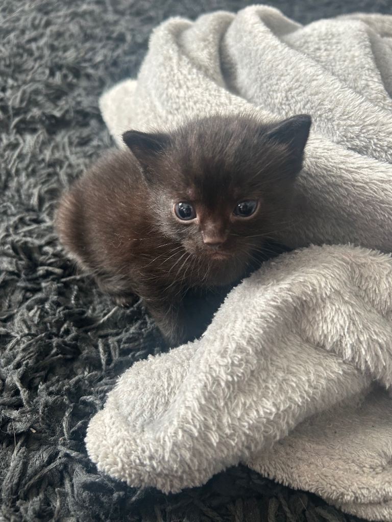 One male kitten left 