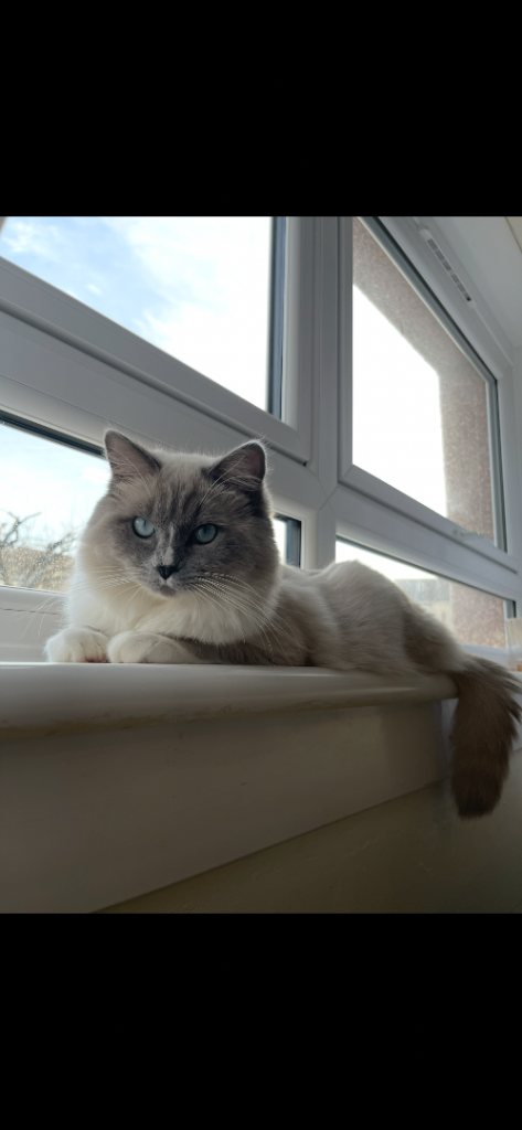 RESERVED - Purebred Ragdoll kitten 11 months 