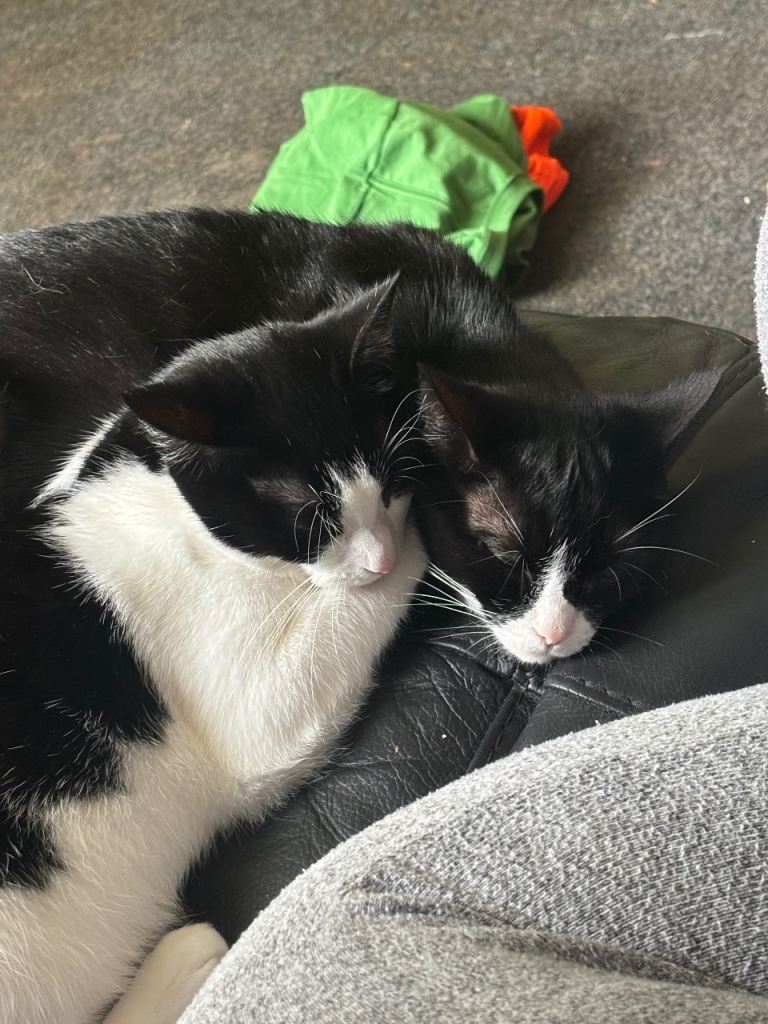 image for Two female house cats 4 years old