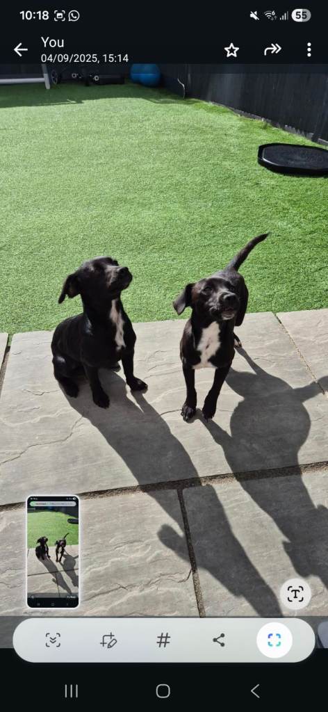 Jack russel for sale 