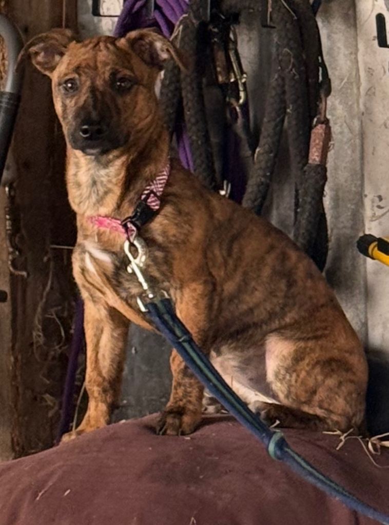 Lurcher/yorkie puppy for sale 