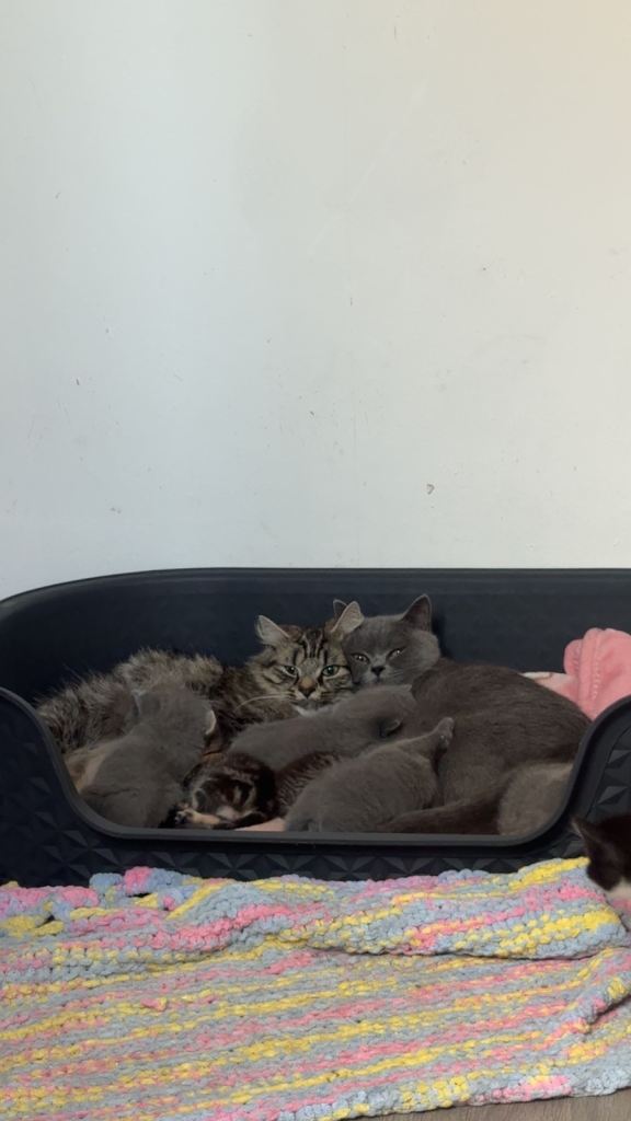 Beautiful kittens looking for forever homes ♥️