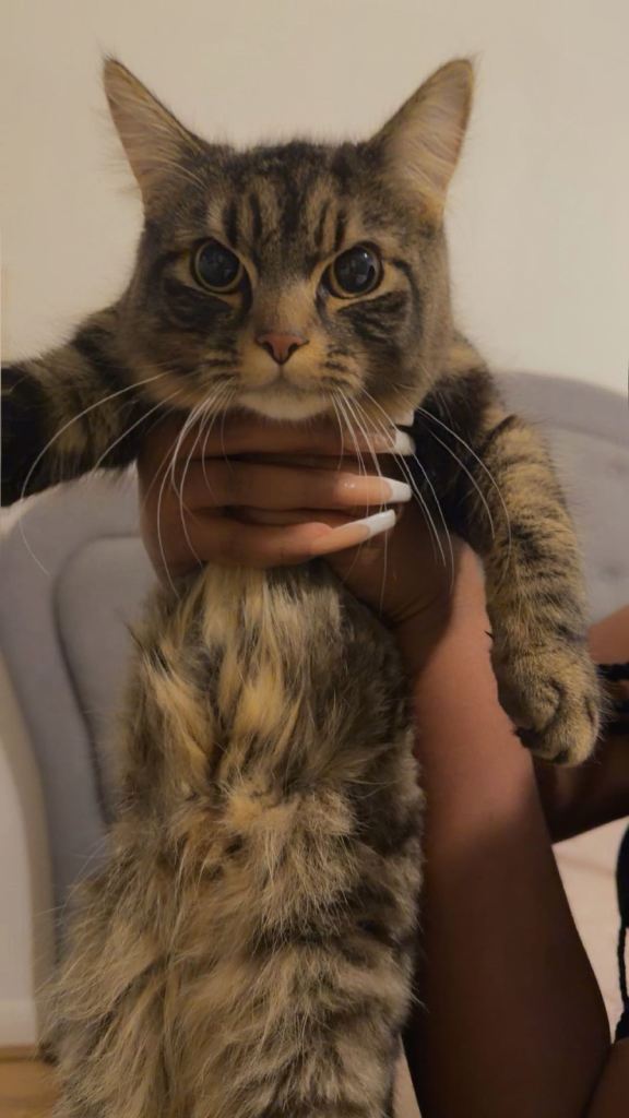 Rehoming our gorgeous fluffy Cat 