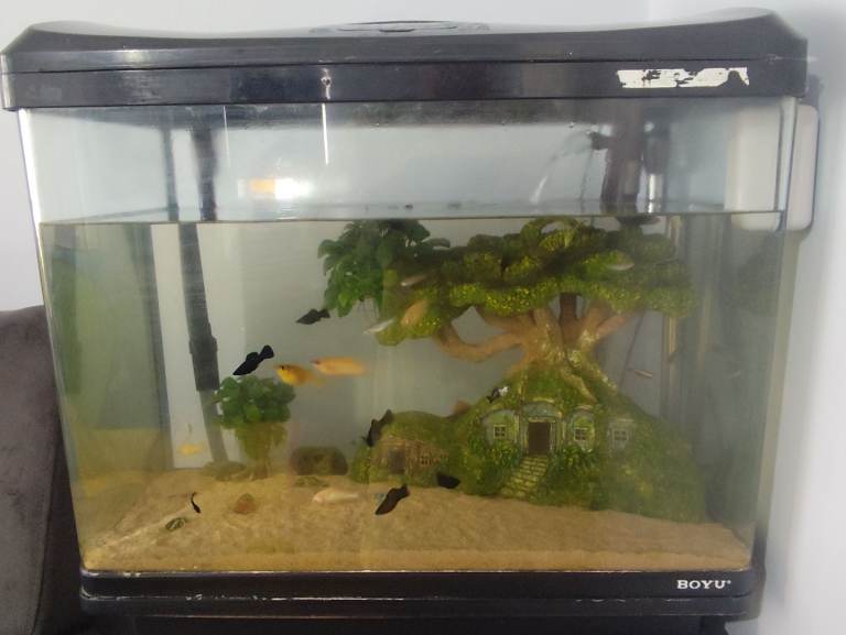 Fish Tank 