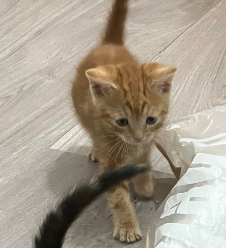 Lovely Kittens for Sale