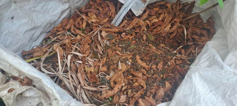 Garden leaves for composting 