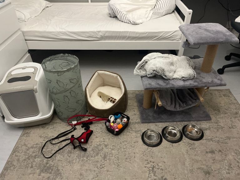  Male kitten for sale 