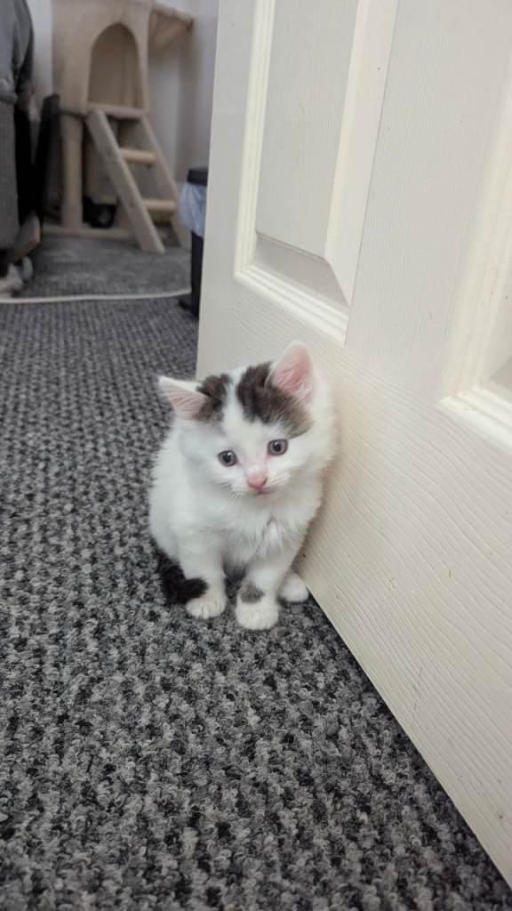 1 kitten for sale in Dagenham 