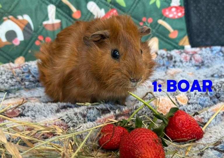 Guinea Pigs - ready now