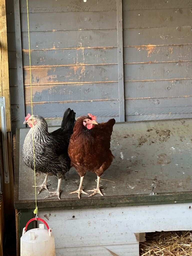 Egg laying Hens 