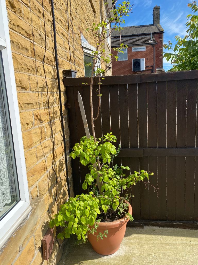 Pear tree in plant pot