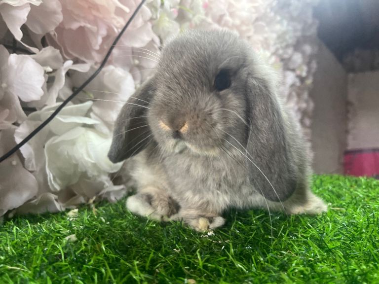 Pure mini lop 