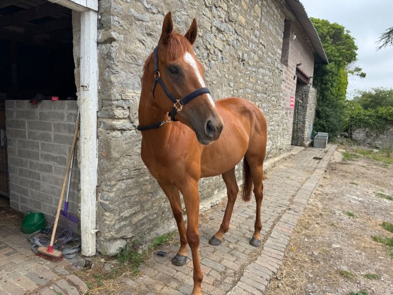 OTTB chestnut mare for full sale
