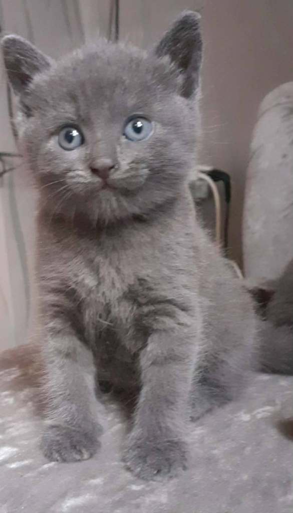 Kittens