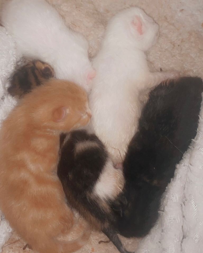 our ragdoll willow has given birth 