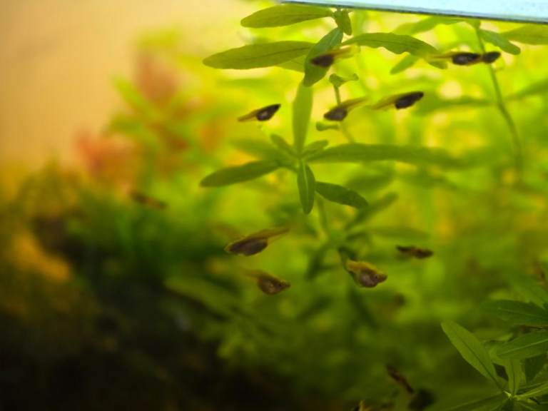 Guppies/endlers ready to go