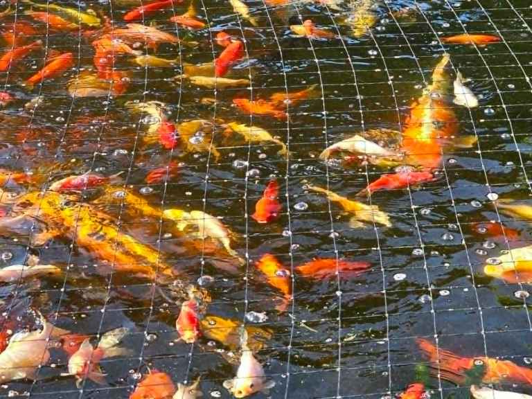 Fish for sale