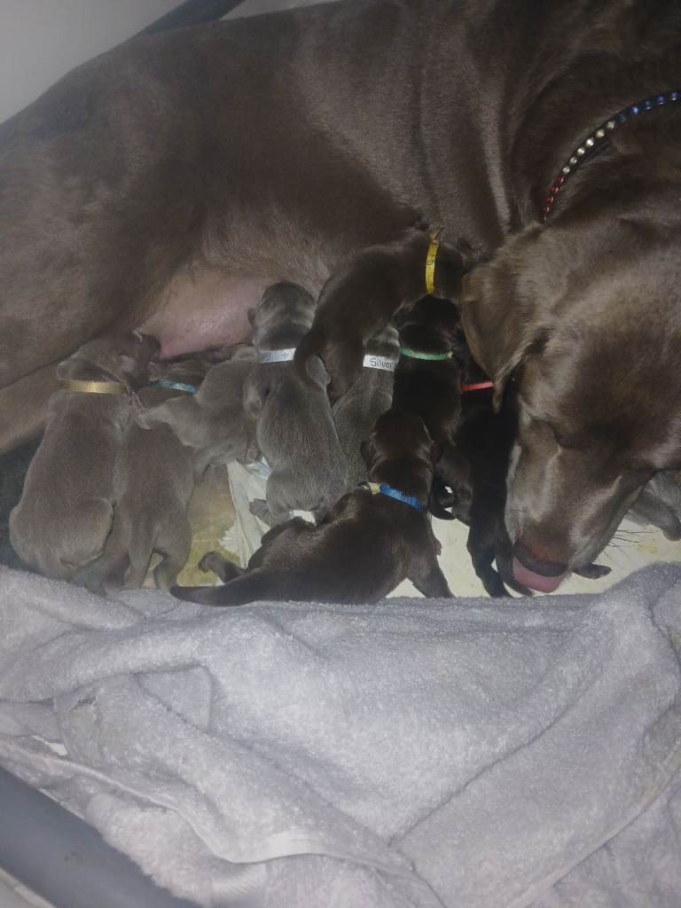 KC reg labrador puppies