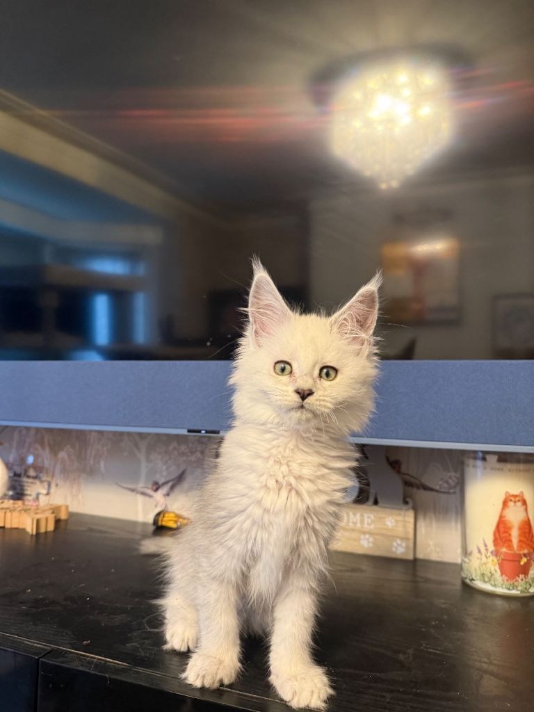 Stunning TICA/GCCF Registered MaineCoon Kittens 