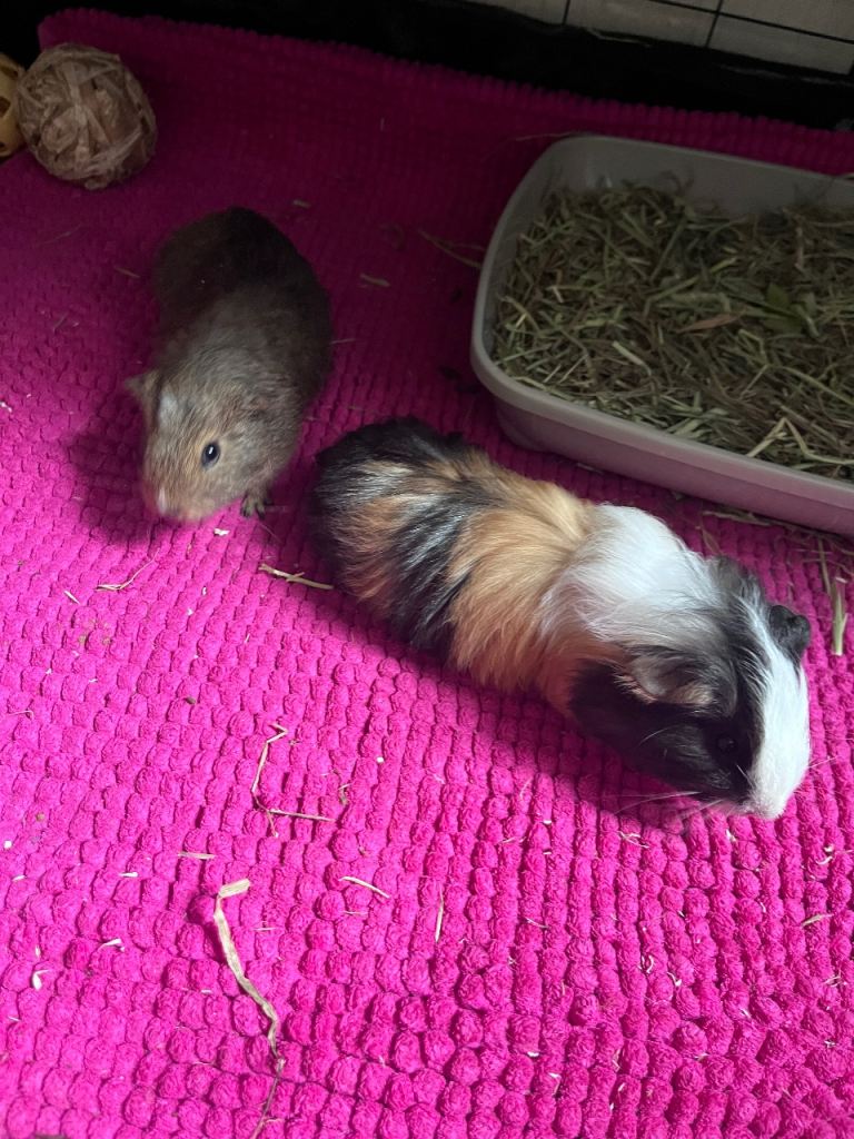 X2 male guinea pigs