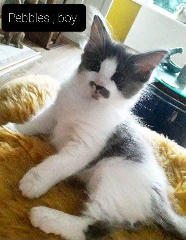 Maincoon × Ragdoll ( Ragcoon)  READY NOW