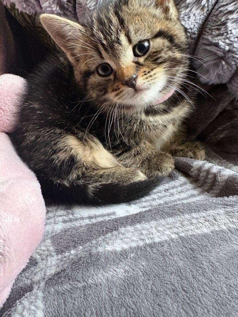 female kitten cross breed 12 weeks old
