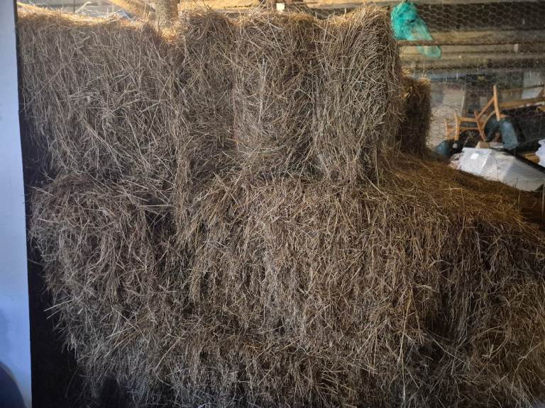 2026 Meadow Hay small bales fresh off the field.