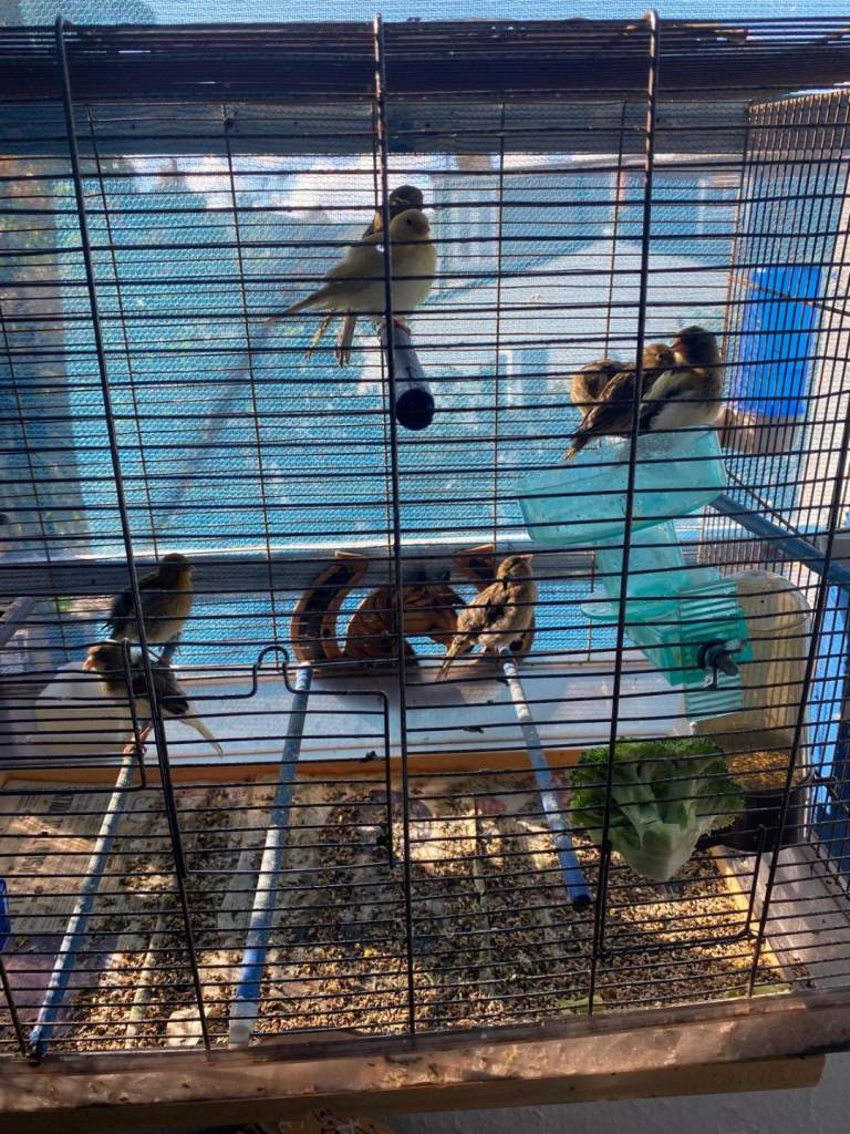 Canary for SALE 