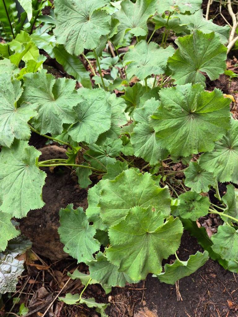 Alchemilla mollis /lady's mantle