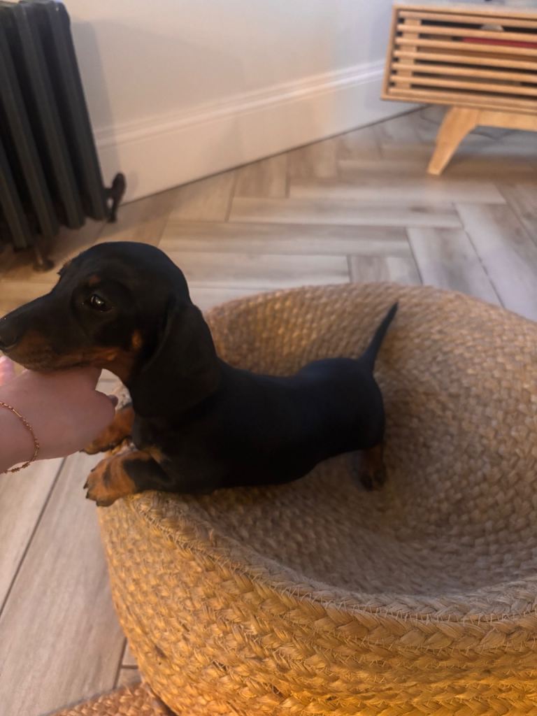 Black and Tan  pup 