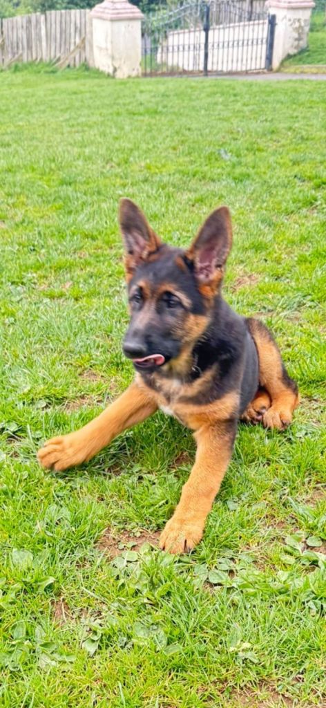 German Shepherd Pup and Adult female German Shepherd for Sale