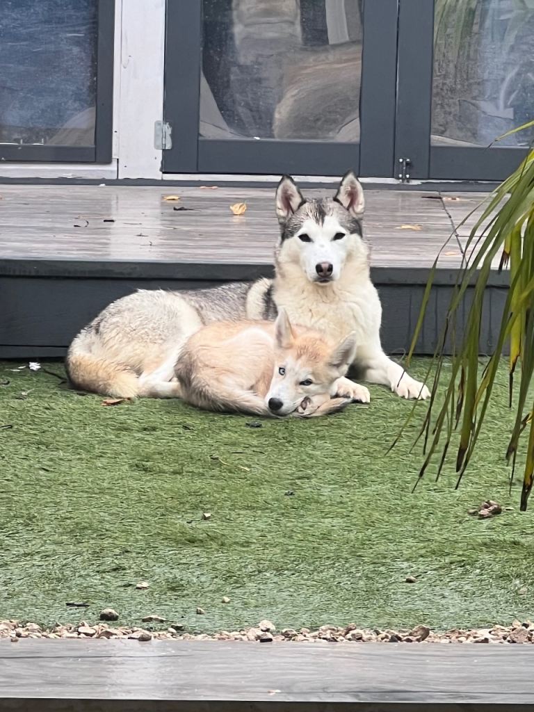  husky 