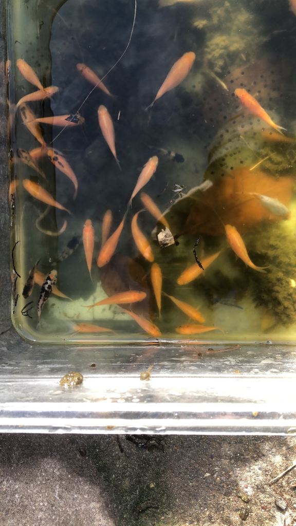 Range of small koi 5cm ish to 7