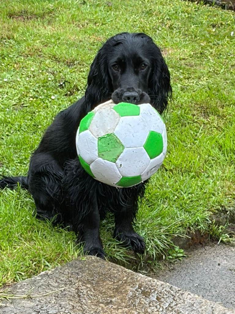 Cocker spaniel pup 