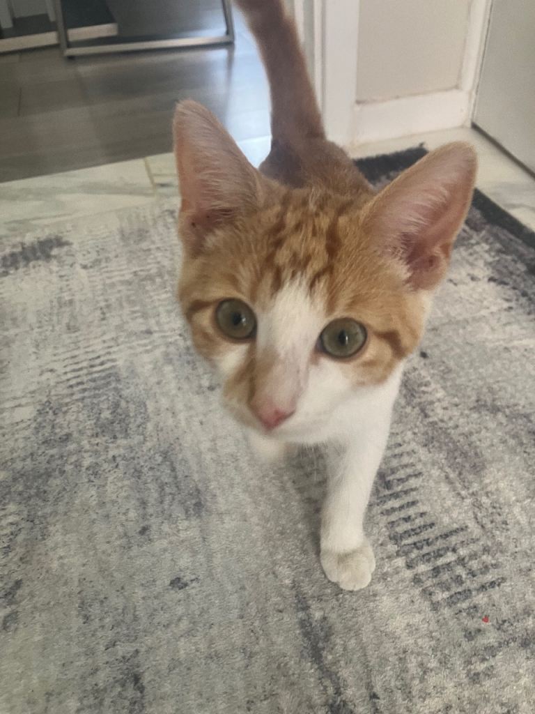 Ginger