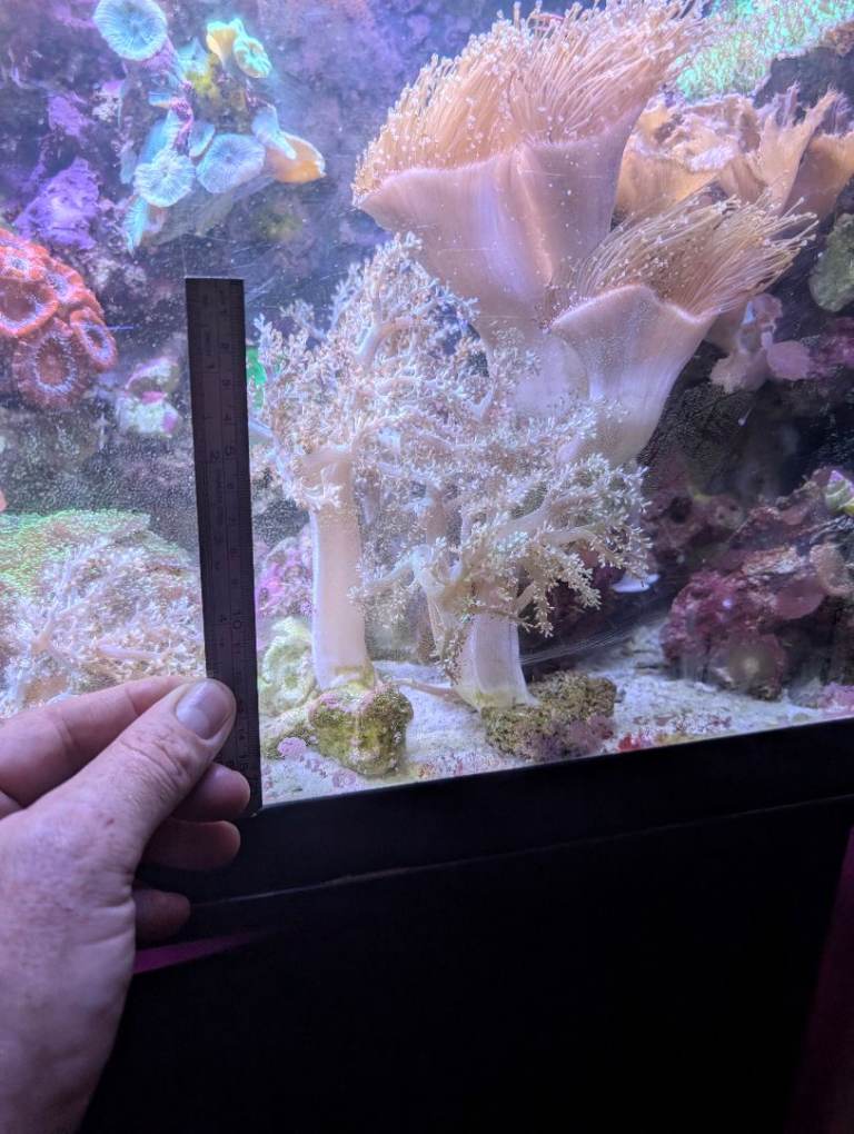 Large, Healthy Kenya Tree Corals (Capnella) – £30 Each (Delivery Available)