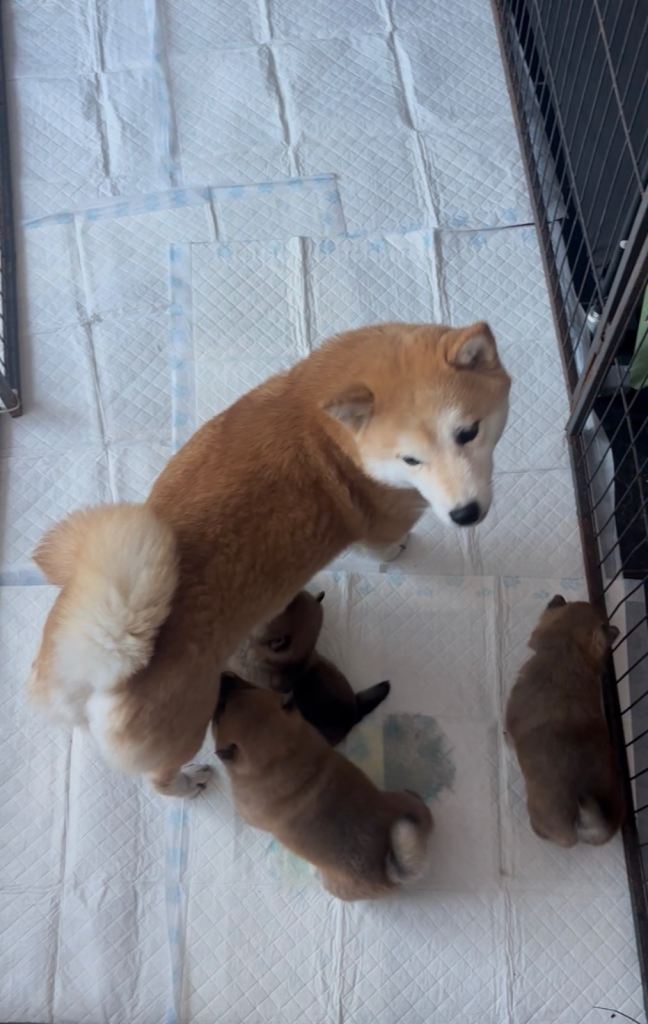 Shiba Inu puppies 