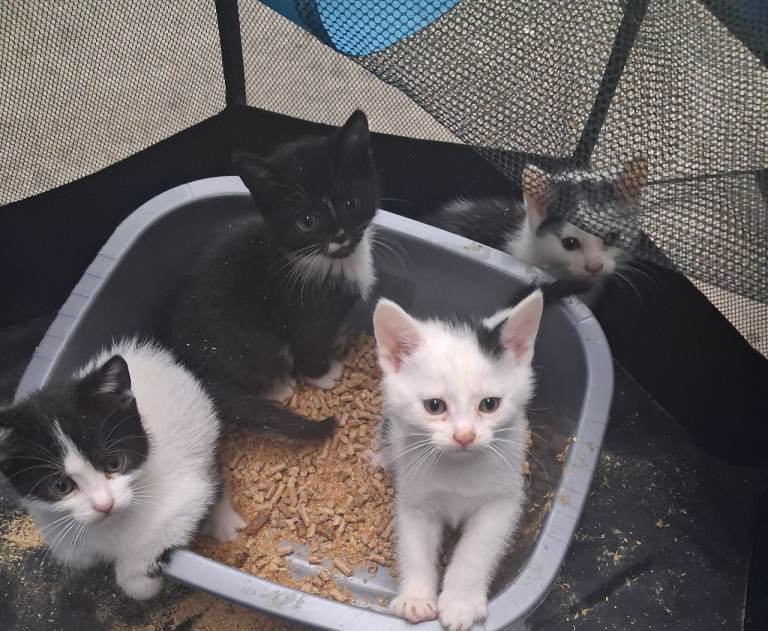 Kittens 