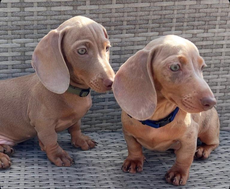 REDUCED 2 boys miniature Dachshunds