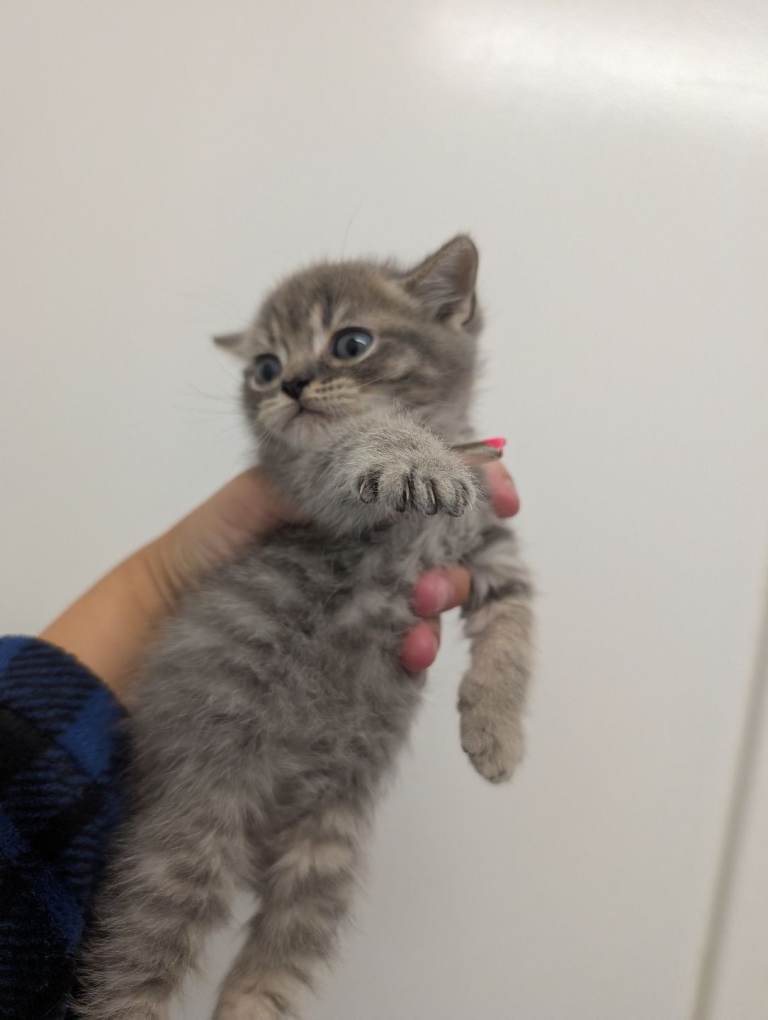 British Shorthair Kittens