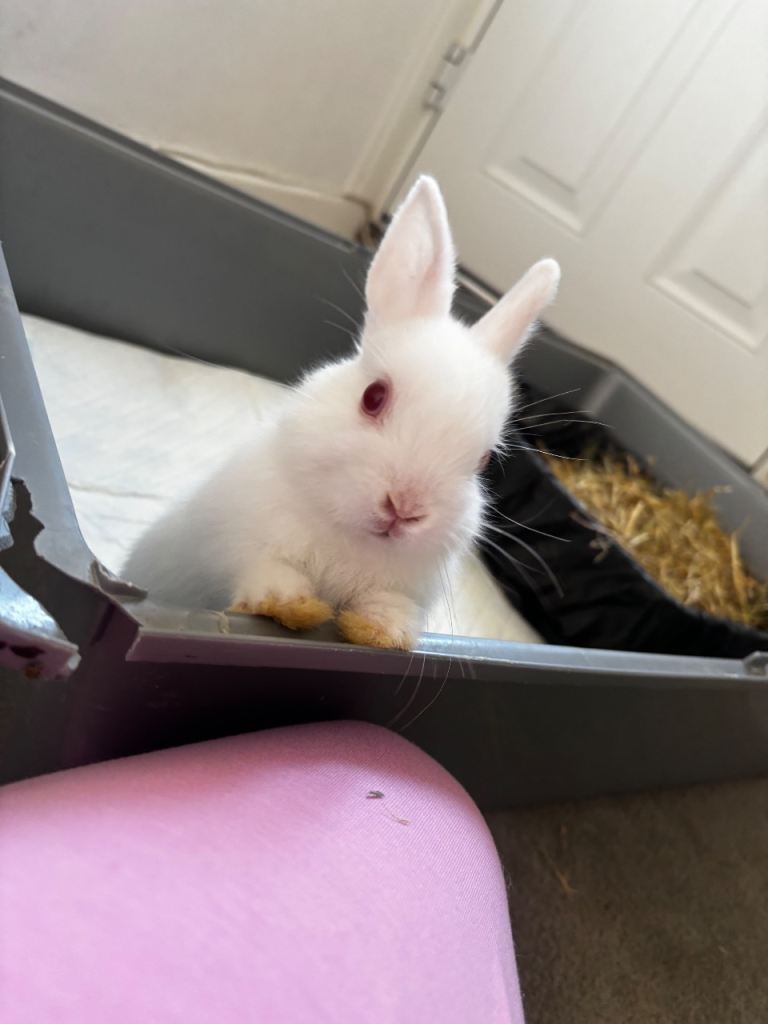 2 baby bunnys 