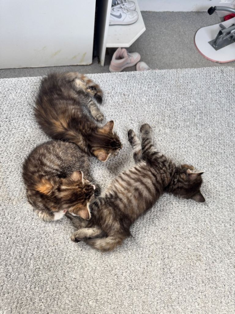 Short and long hair kittens 