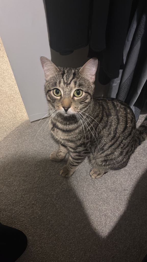 Lovely nearly two years old cat